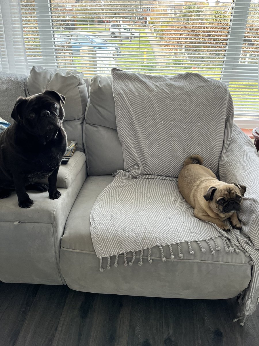 PugBrigadier's tweet photo. Bailey has now left me for his new home. Don’t tell@mum but I will miss the little chap. #pug #pugdog #puglife #dogsoftwitter #PDWRA #AdoptDontShop #Foster https://t.co/ymmOHk8m5n
