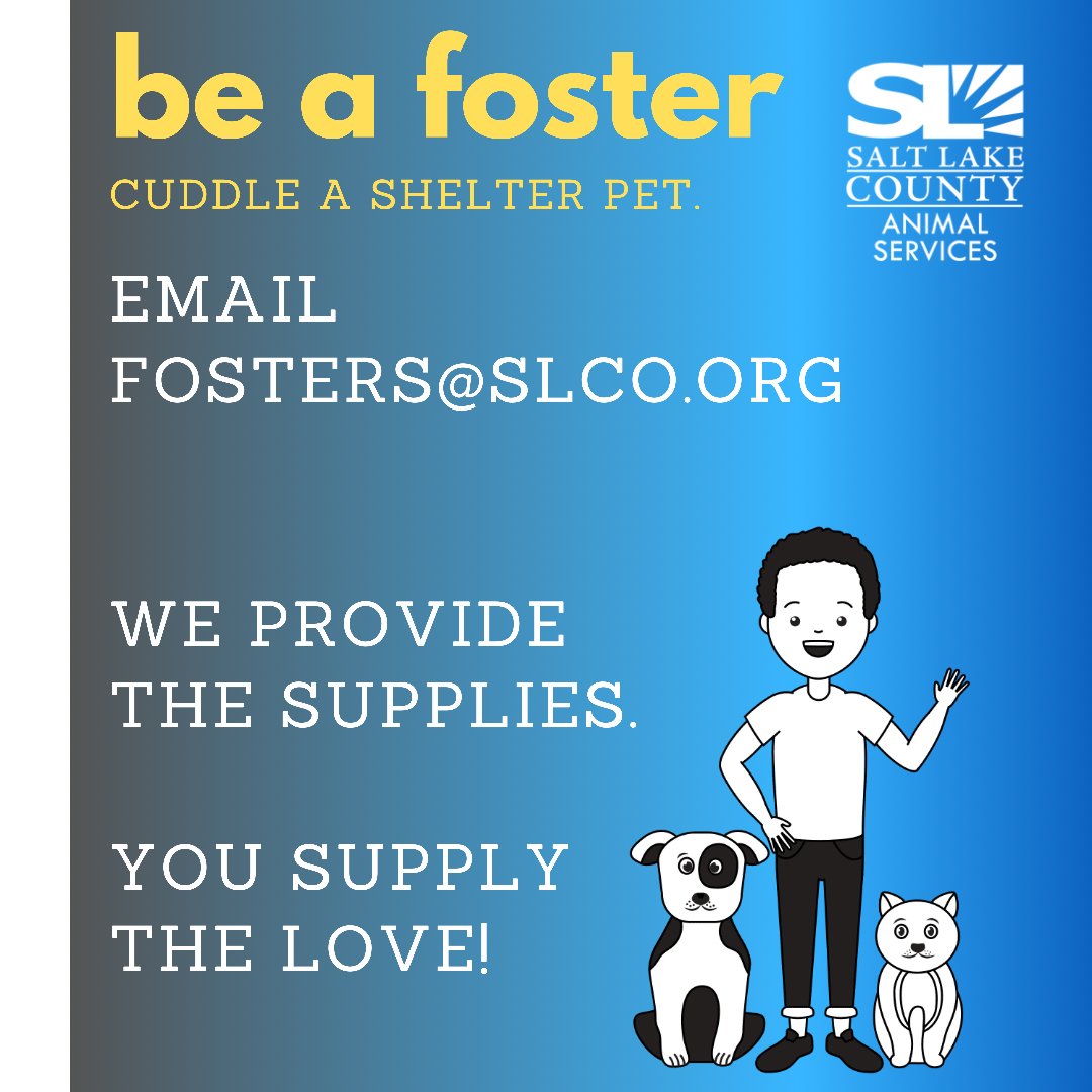 SLCoAnimals's tweet image. Kitte #n Season is COMING🙀😻🙀 Become a kitten Foster, Help them grow big &amp;amp; strong! Email fosters@slco.org for more info. #foster #adoptutahpets #slco #kitten #fridaymorning