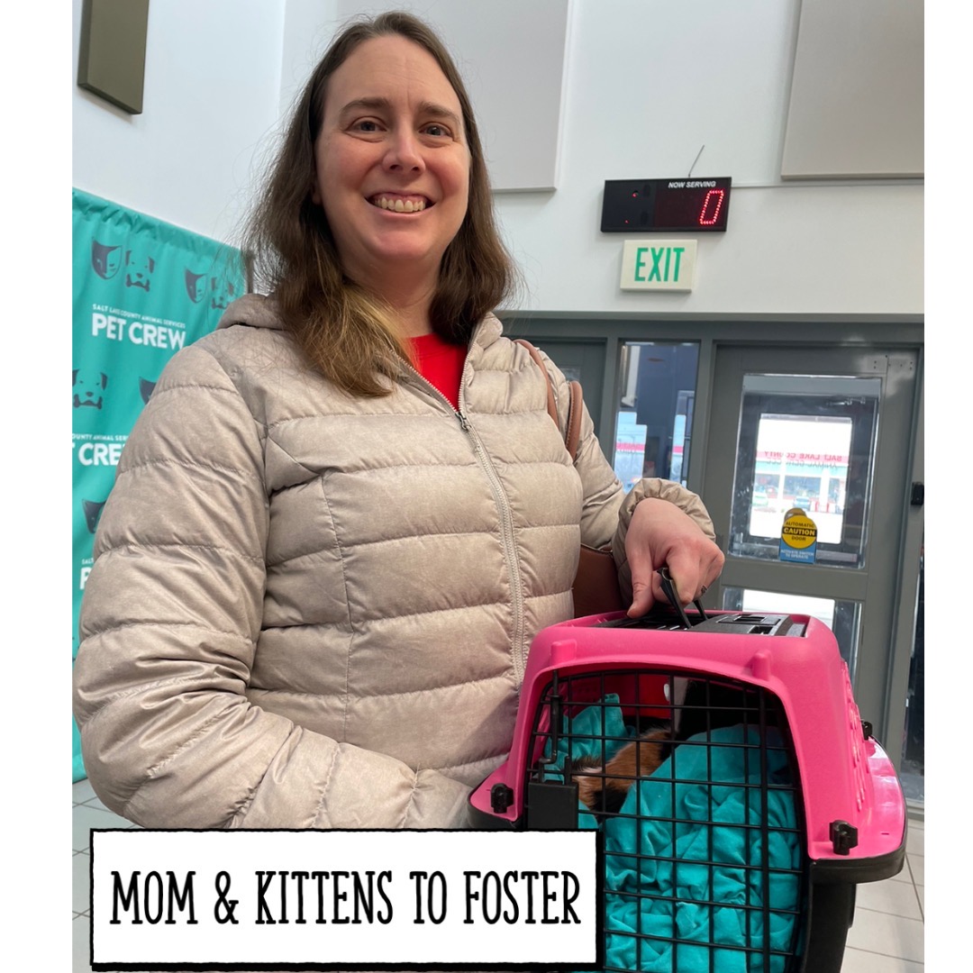 SLCoAnimals's tweet image. Kitte #n Season is COMING🙀😻🙀 Become a kitten Foster, Help them grow big &amp;amp; strong! Email fosters@slco.org for more info. #foster #adoptutahpets #slco #kitten #fridaymorning