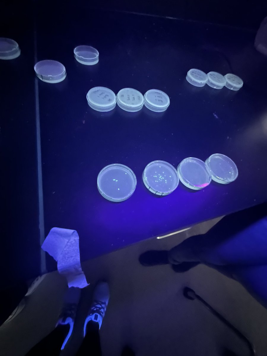 orickAHSbiology's tweet photo. VERY cool day in AP and honors biology here at AHS. AP students transformed bacteria to make it glow and honors students got to blood type different donors! #andersonhighschool #APbio #HonorsBio https://t.co/IhFkQv0i9H
