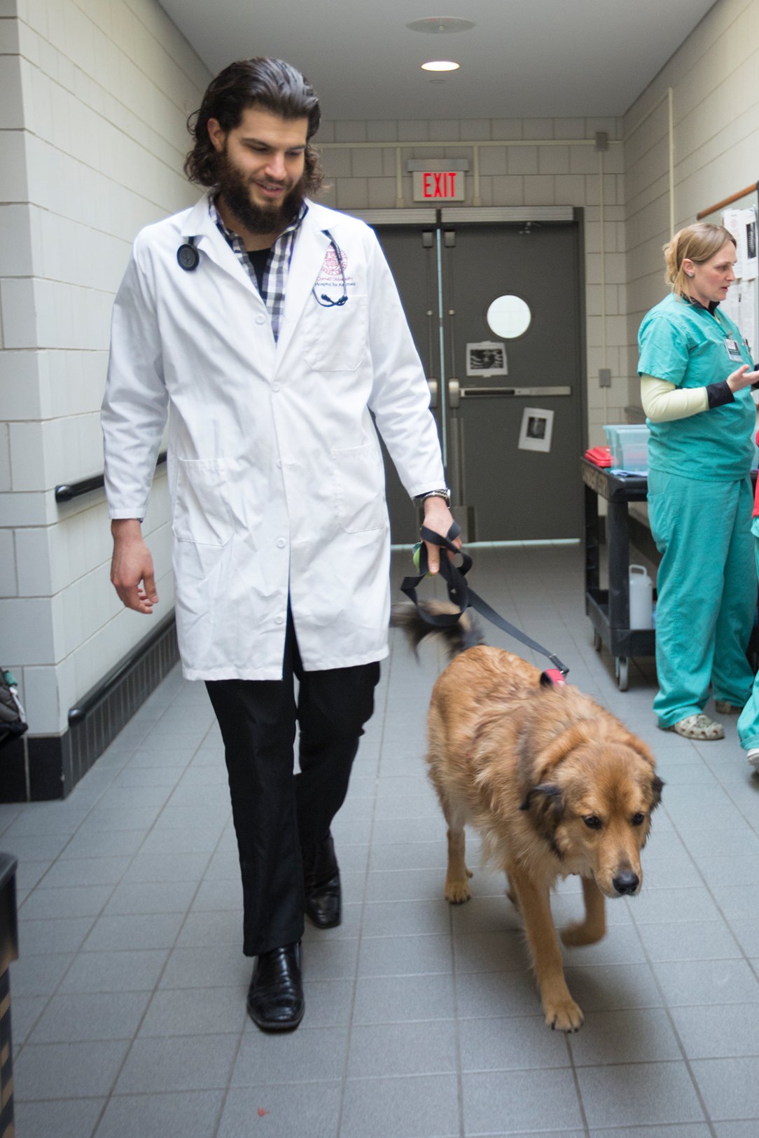 Cornell Riney Canine Health Center (@cornelldogs) / Twitter