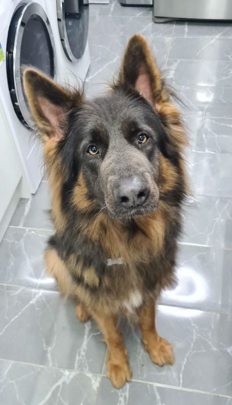 gsrescueelite's tweet photo. Blu is 3yrs old and he can live with older kids, Blu is a big lad who has missed out on a lot of training, boundaries and socialising so needs a home to go back to basics
#dogs #GermanShepherd #Hertfordshire 
https://t.co/vj20xnnuCk https://t.co/VEDO9C0qDr