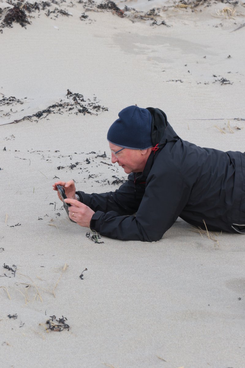 David Paterson examining seaweed being buried by sand in Orkney @mastscot @SAMSoceannews @RGUPALS @greyhopebay @marbef22