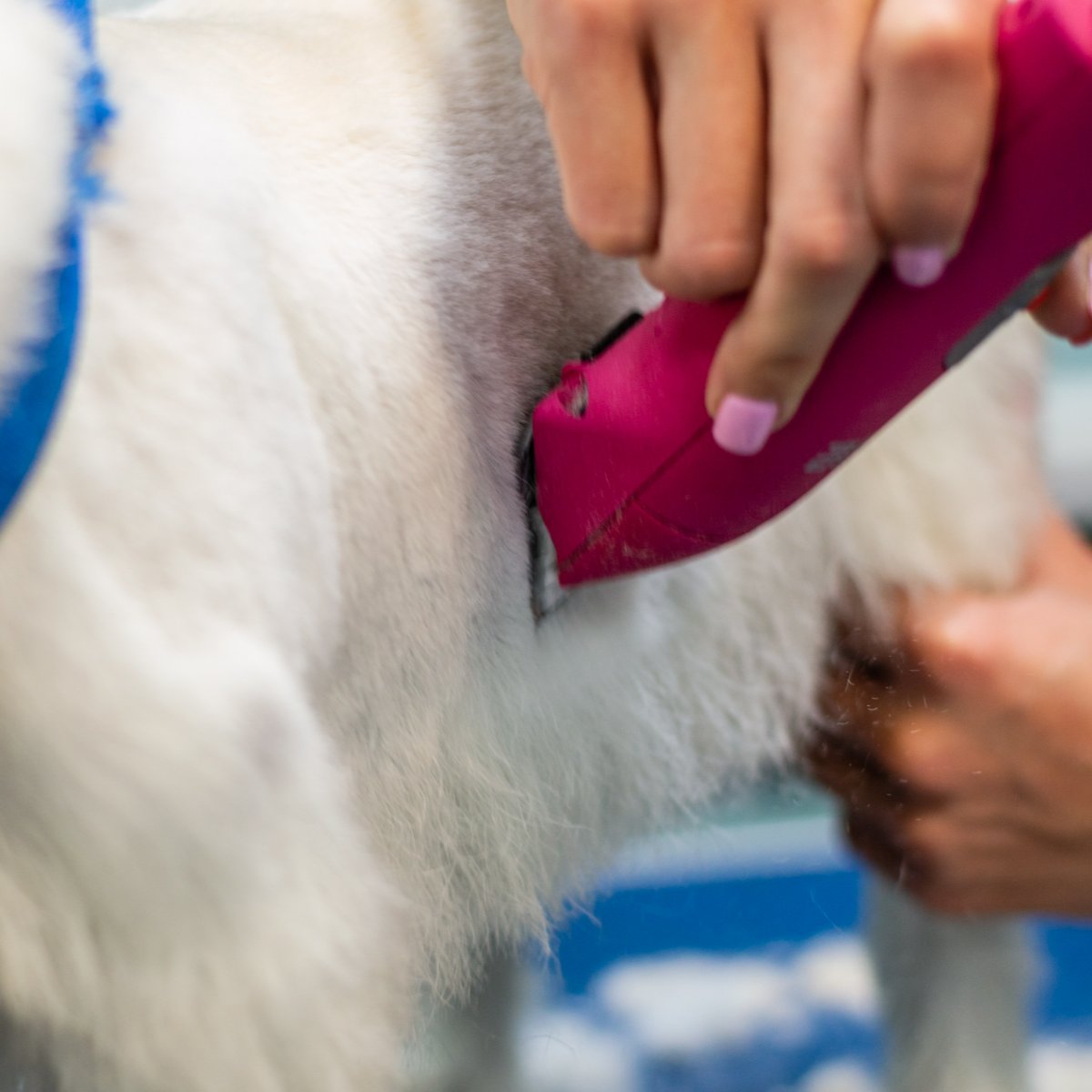 ACutAboveNY's tweet photo. Your pets deserve some love this Valentine's Day, too. Give us a call to schedule an appointment so they can look their best. https://t.co/FVPZeae736
