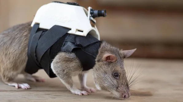 “Rats with tiny backpacks are trained to find survivors” after earthquakes. They’re tiny, nimble &amp; can reach areas rescue dogs cannot. Evolving acute rescue tactics post earthquakes is needed. Apopo (nonprofit) &amp; their rats are solidly leading by example: fastcompany.com/90847351/these…