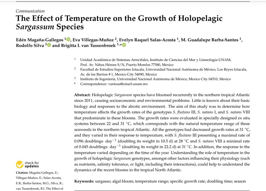 Buenos días, les compartimos el siguiente artículo: 'The Effect of Temperature on the Growth of Holopelagic Sargassum Species.' Realizado por investigadores que forman parte del proyecto CEMIE-Océano. Te invitamos a leerlo!!! bit.ly/3Gh62GR