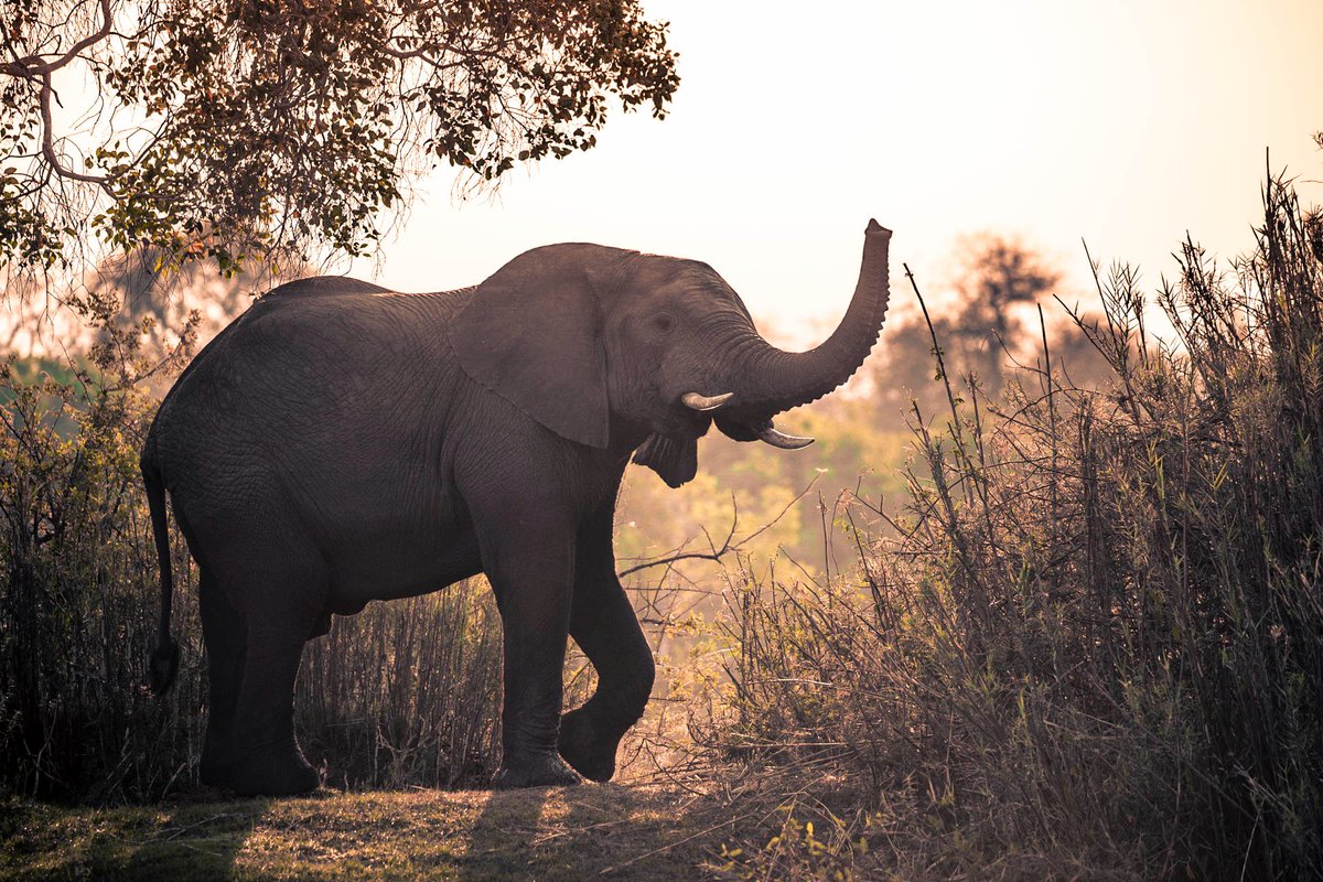 ste_kenya's tweet photo. Elephants have one of the keenest noses in the animal kingdom. Their constantly moving trunks, filled with millions of olfactory receptor cells, can sniff out water miles away, forage for food, identify family members and detect threats.

📸 Gilmour Dickson https://t.co/J3kGSAsGZc