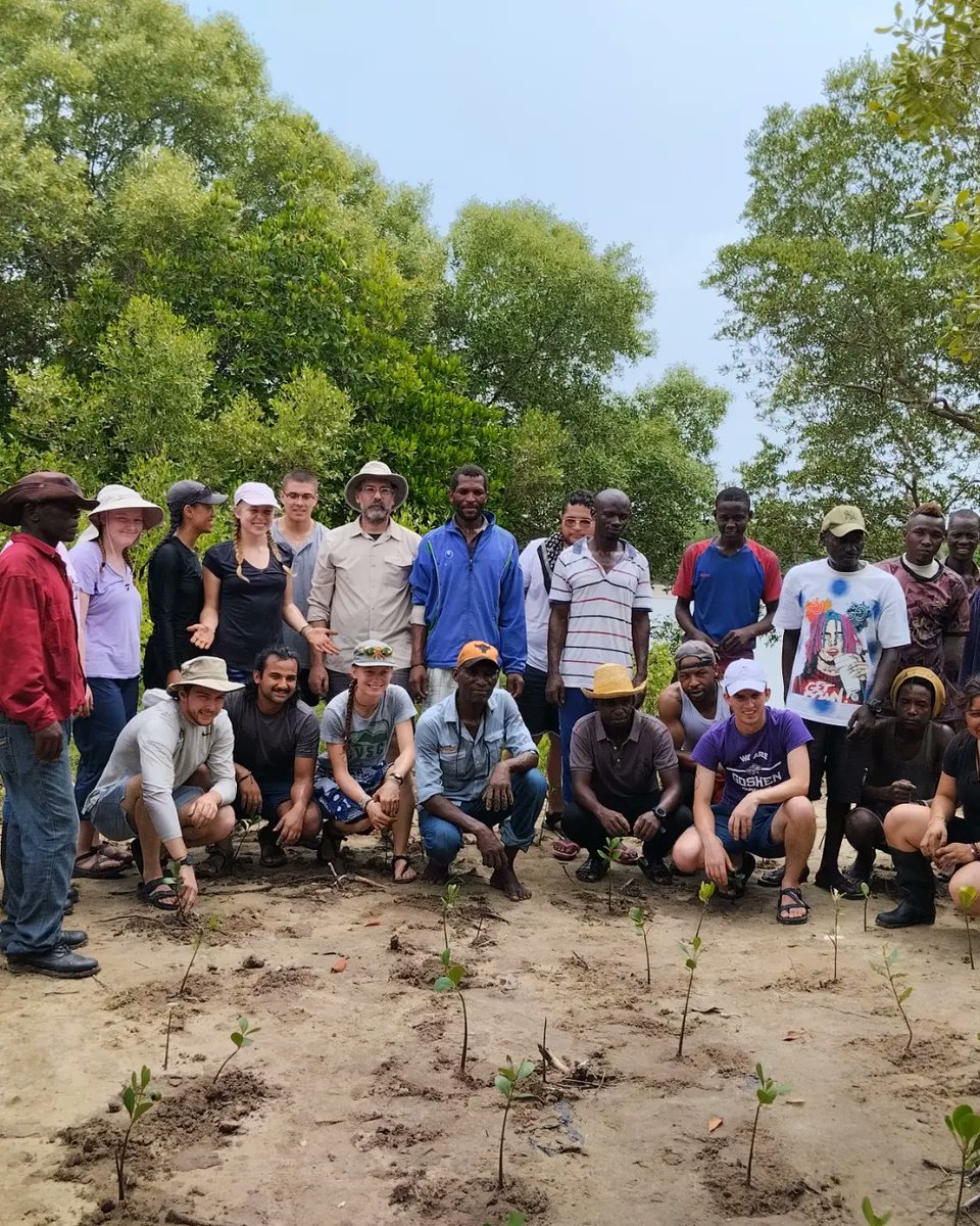 afo_tz's tweet image. Today, the University of Goshen @goshenuniversity students are on a mission to restore the Kunduchi Mangrove Forest and comprehend the role of #Citizen science in conservation. Excited to see their hard work 💪💪 and dedication 🙌 in action! 

#Mikoko🌱🌱 #MangroveRestoration