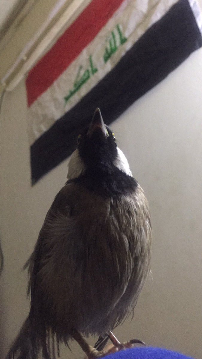 مِثل النِفس وياك ما أدري شوكت أموت🇮🇶