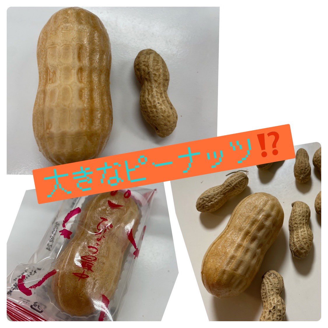 malayuri's tweet photo. 千葉県お土産
大小のピーナッツ

大きい方は「ぴーなっつ最中」という
可愛いモナカのお菓子

同じく千葉県の「留守農場」
おいしい落花生と一緒に

#アンイングリッシュ
#アン進学ジム
#将棋教室
#学習塾  #中学生塾  #小学生塾 
#守山区塾 
#英検　#英検対策
#ぴーなっつ最中
#落花生
#留守農場 https://t.co/vscN1fk5D8