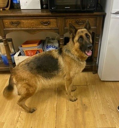 gsrescueelite's tweet photo. Melody is 6yrs old and she can live with older kids, other #dogs and dog savvy house cats. Melody needs  a new home due to a change in circumstance in the family 
#GermanShepherd #Kent
https://t.co/Rk2sVjElW9 https://t.co/QKapf2E0OO