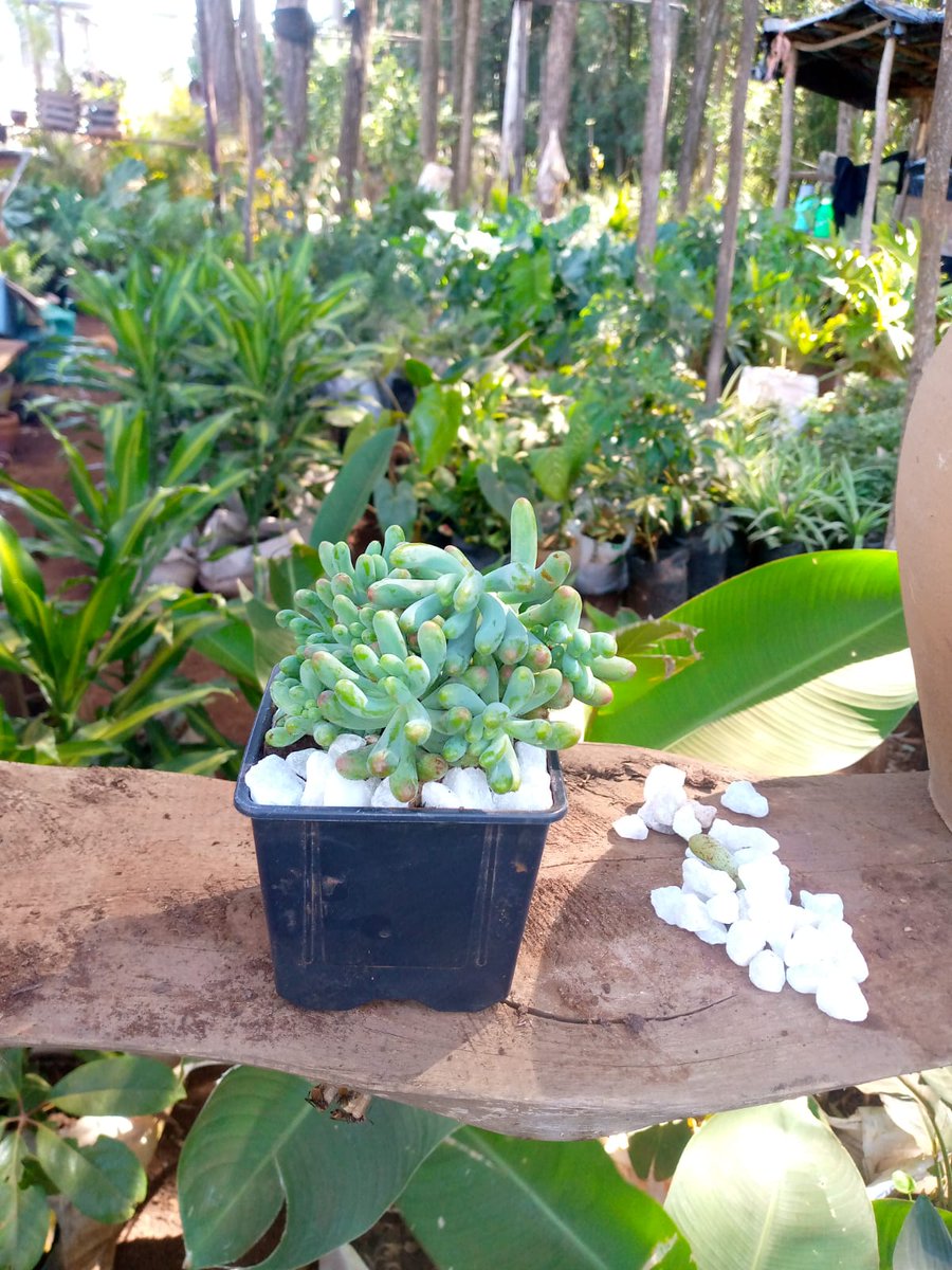 ecoscapesol's tweet photo. Supply of succulents plants 
#mpesamenu 
#ericomondi 
#babuowino 
#davidmurathe 
#limururoad https://t.co/BQEucLbxsa