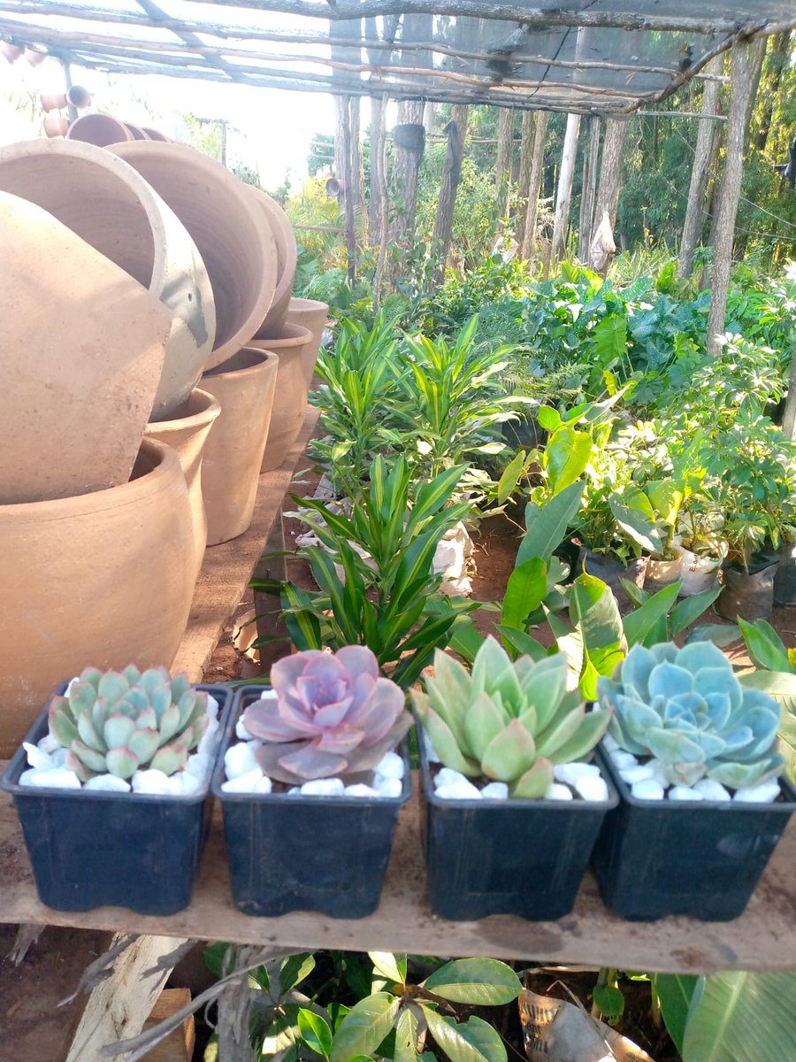 ecoscapesol's tweet photo. Supply of succulents plants 
#mpesamenu 
#ericomondi 
#babuowino 
#davidmurathe 
#limururoad https://t.co/BQEucLbxsa
