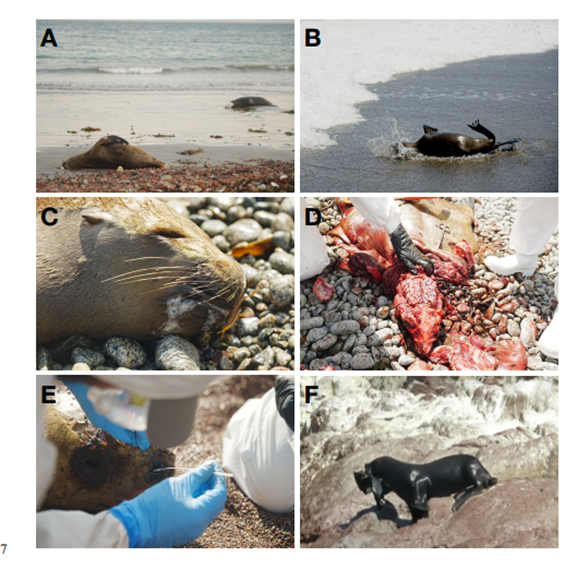SERGIOLAMBERTUC's tweet photo. First Mass Mortality of Marine Mammals Caused by Highly Pathogenic Influenza Virus (H5N1) in South America.  A very worrisome situation

https://t.co/hj24it0Kd8 https://t.co/W0e6iYQLbq