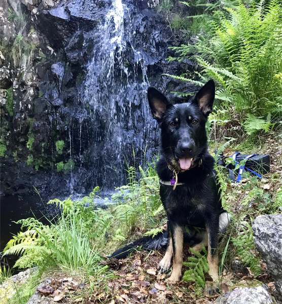 gsrescueelite's tweet photo. Molly is 4yrs old and she can live with older kids, Molly needs a new home due to a relationship breakdown meaning Molly isn't getting everything she needs 
#dogs #GermanShepherd #Cumbria 
https://t.co/GZ4StpEBW0 https://t.co/cry4rncsuS