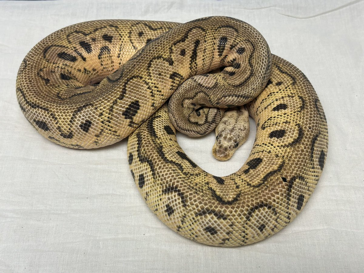 Wreckingpythons's tweet image. Hopefully this girl will breed for me at the end of the year. She’s my only visual clown female that’s almost up to size. Pastel Cinnamon Clown AKA Pewter clown. I love her face markings, she looks like she has eyelashes.