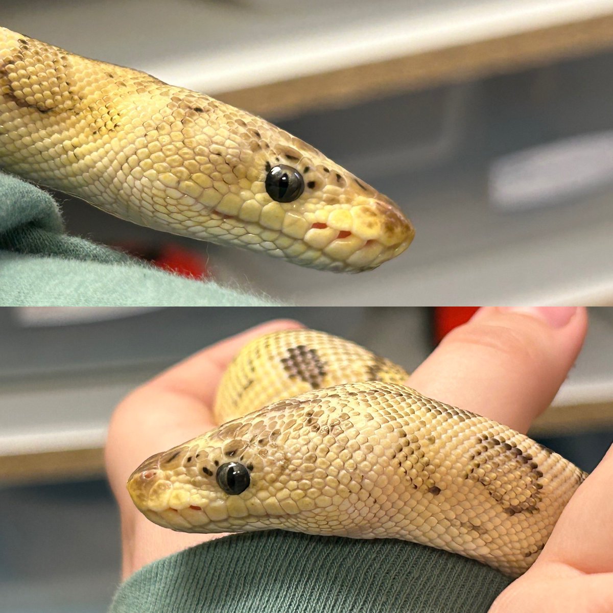 Wreckingpythons's tweet image. Hopefully this girl will breed for me at the end of the year. She’s my only visual clown female that’s almost up to size. Pastel Cinnamon Clown AKA Pewter clown. I love her face markings, she looks like she has eyelashes.