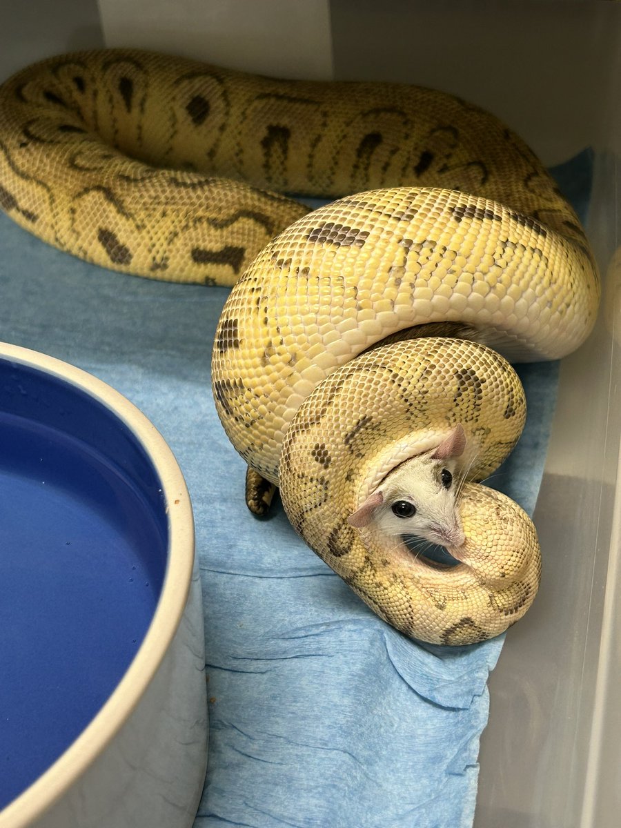 Wreckingpythons's tweet image. Hopefully this girl will breed for me at the end of the year. She’s my only visual clown female that’s almost up to size. Pastel Cinnamon Clown AKA Pewter clown. I love her face markings, she looks like she has eyelashes.