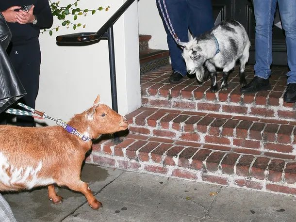 TheDunkCentral's tweet photo. LeBron brought two goats to his party last night 😅

(Via @TMZ_Sports ) https://t.co/LuSCkbPNBJ