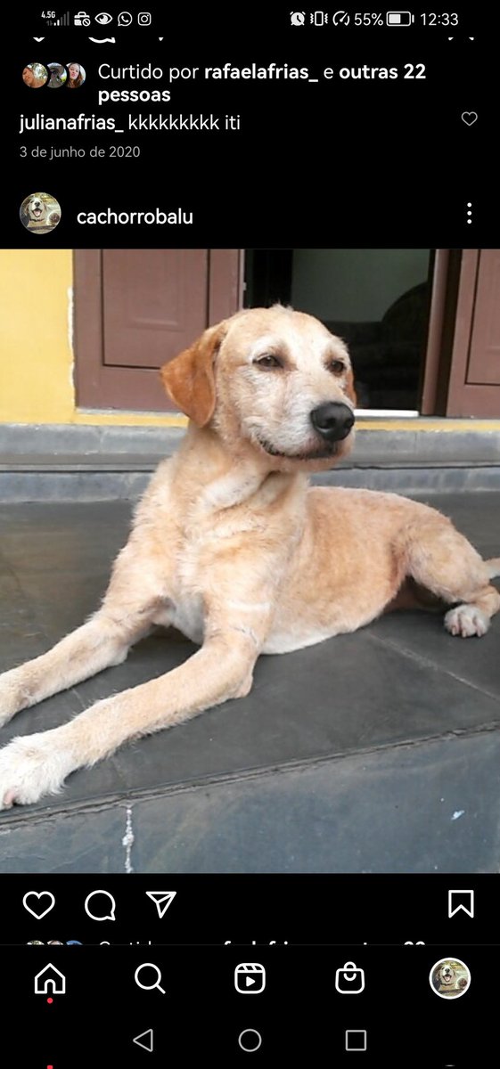 _birozin's tweet photo. O BALU AINDA ESTÁ DESAPARECIDO

ELE TEM APROXIMADAMENTE 20 KG E ATENDE PELO NOME DE BALU

ESTAVA SEM ROUPINHA E SEM COLEIRA

SAIU DIA 08/02 NA REGIÃO DO PQ. JOÃO RAMALHO - SANTO ANDRÉ

VISTO NO DIA 08/02 NA RUA BRESSER E NA AV. ITAMARATI

CONTATO: (11) 98806-9964 - EDIO https://t.co/jCvJTkGxpl