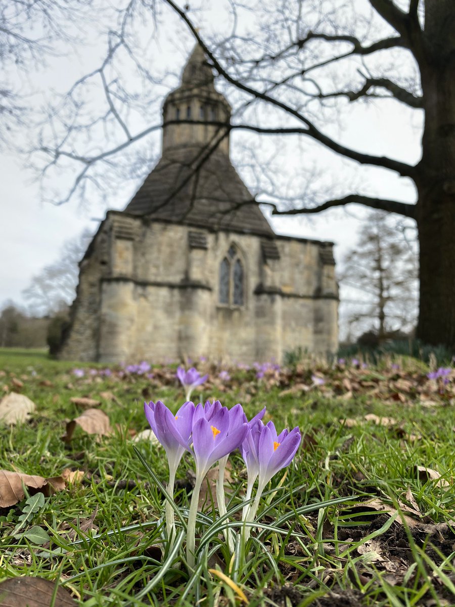 GlastonburyAbbe's tweet photo. There are some lovely colours appearing in the abbey grounds lately! 

We hope you've had a great week!

#FloraFriday #FridayFeeling #TGIF #Weekend #Crocuses #Crocus #Nature #Outdoors #AbbotsKitchen #History #Heritage #GlastonburyAbbey #Glastonbury #Somerset #VisitSomerset https://t.co/DGHWRPR6Cg