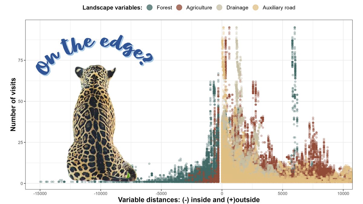 It's clear from the #data and #Rgraphics that this guy likes edges. Very excited to share more details soon 🤸🏽 #ScienceResearch #jaguars #ecology #PhD #Swansea