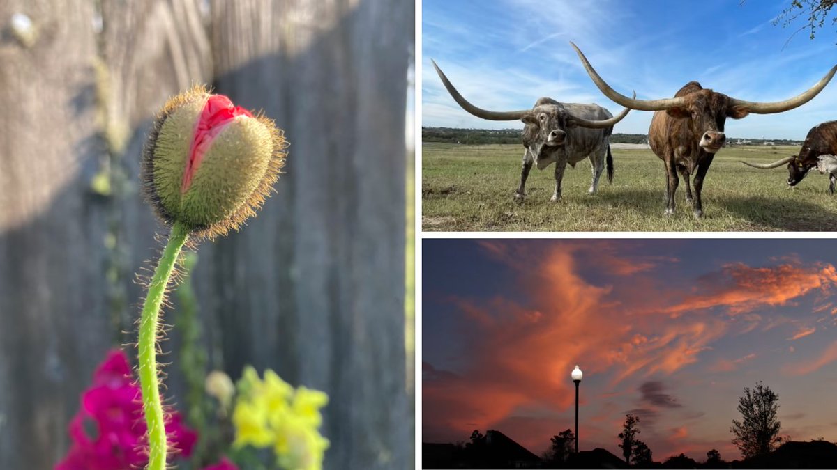 KPRC2's tweet photo. 🔒Skies, sunsets and, of course, a cow or two: See the best of our latest Click2Pins submissions - https://t.co/53wW1IXlog #KPRC2 #Click2Pins https://t.co/bEDQfbgAk4