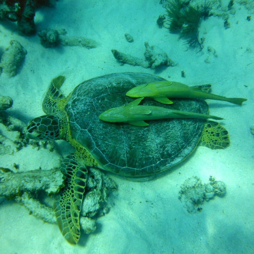 Belize Dive Haven tweet media