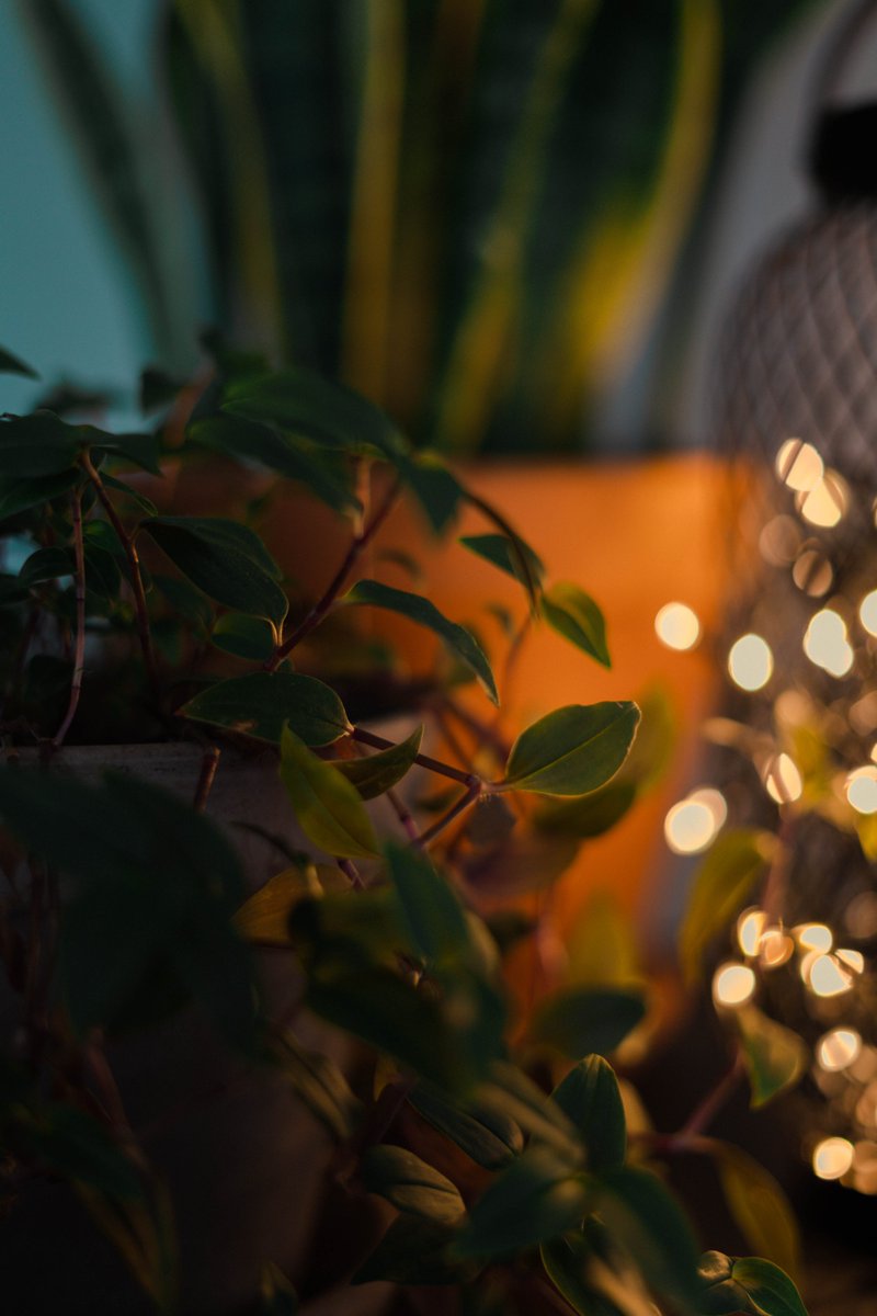 emerjy's tweet photo. 🌱 #50mm #leaf #plant https://t.co/JJV3xH5Djc