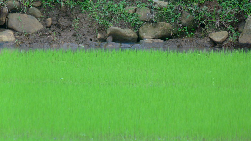 Journal_JSSPN's tweet photo. Published📢Achieving the Simultaneous Improvement of #Rice #Yield and #Quality Using an Improved #Fertilization Method in Southern China
Read at https://t.co/HK0iqaT4ri
#ProteinFractions #RootCharacteristics https://t.co/CP45pOtJwV