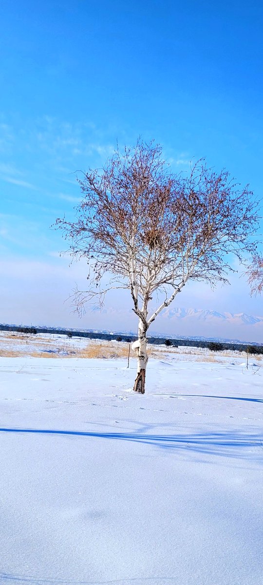 ⚘️Demedim mi:
"Yapraksız kaldın diye gövdeni kestirme canım
Çünkü bu işin daha baharı var ileride!"⚘️
Mevlana