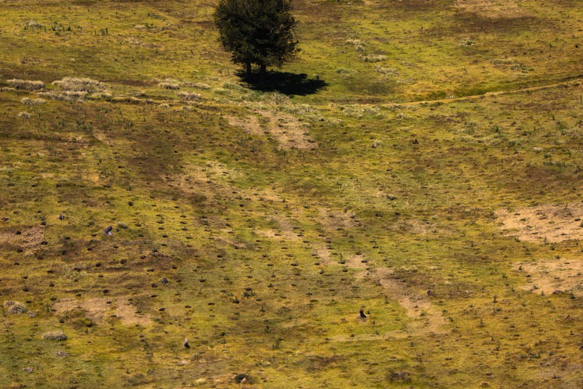 Kenya Forest Service on Twitter "The addendum adds another 50 Ha to