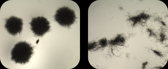 DrLutzBoehm's tweet photo. Philipp is also part of my research working group working on 

"Experimental und #CFD-based investigation of mechanical stress on #filamentous #microorganisms in #StirredTank reactors"

Check out his website

3/3

https://t.co/0nzY5ilSIL https://t.co/ZkZuAJJuUA
