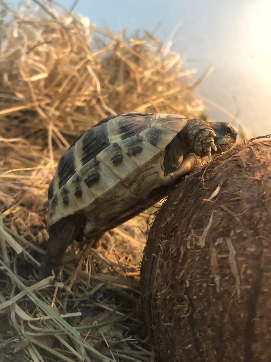 Nikolaus Ostermann tweet media