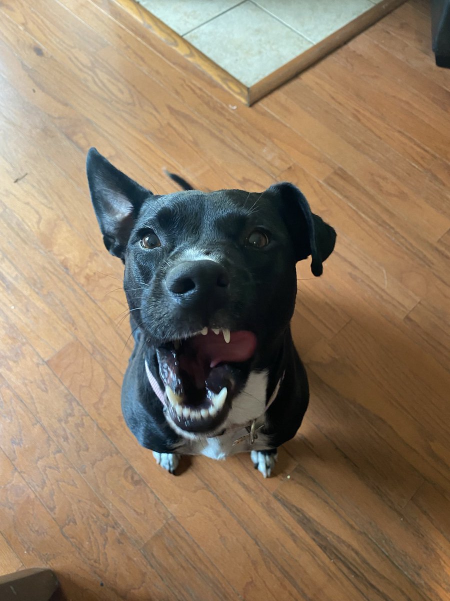 I’m obsessed with these pictures of Roxy so I’m sharing them 🫶🏽🐾