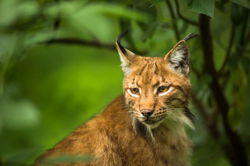 Euradreal's tweet photo. https://t.co/ZXOvF72tu7
Looking for true animal lovers
https://t.co/nLwcVvkwnX https://t.co/i7GR6ItLbb