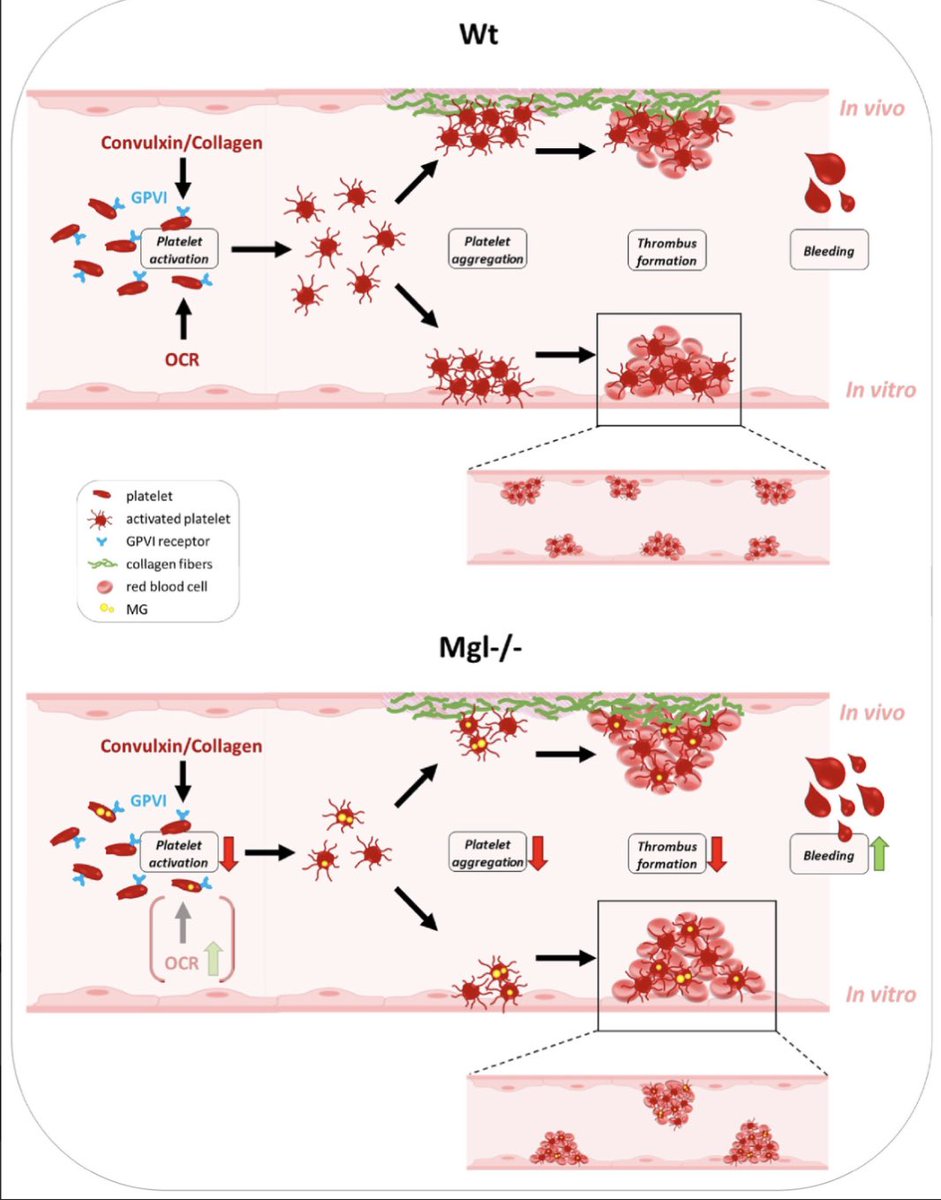 MGL deficiency is associated with altered #thrombogenesis in mice 🐁 read more about the role of #MGL in #platelets 🩸 here: doi.org/10.3390/ijms24… <a href="/kratky_lab/">Kratky Lab</a> <a href="/IJMS_MDPI/">IJMS MDPI</a>