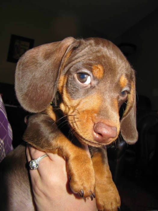 salsichinhas's tweet photo. Como resistir a essa carinha?????? https://t.co/a1z1JerpPZ