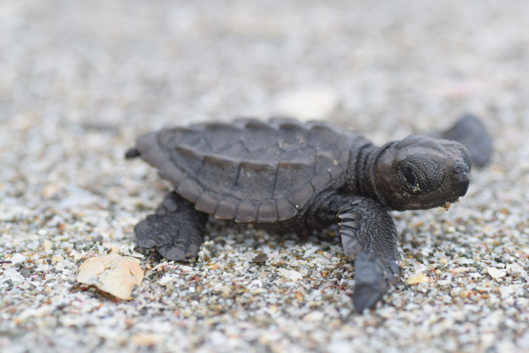 RefugioRomelia's tweet photo. Olive ridley hatchling turtle https://t.co/RgOvVRpLts
