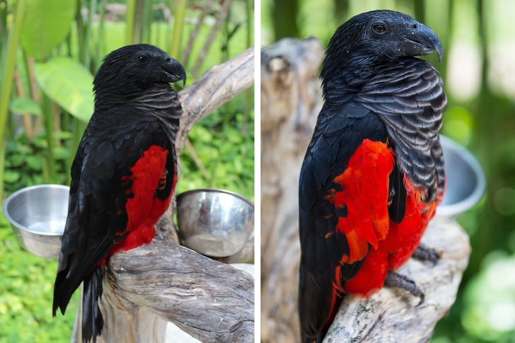hoseaartista_'s tweet photo. Pesquet's Parrot also known as The Dracula Parrot https://t.co/6ebWICNjuI
