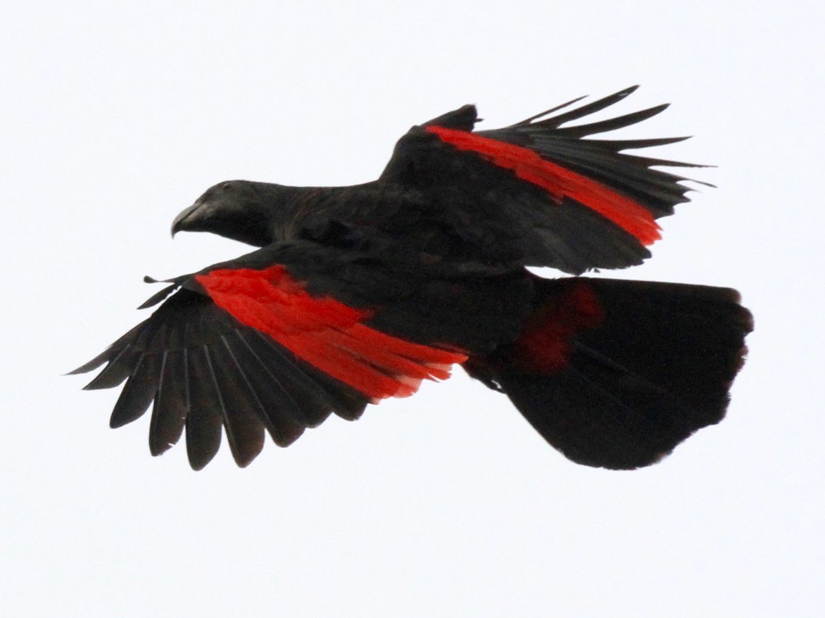 hoseaartista_'s tweet photo. Pesquet's Parrot also known as The Dracula Parrot https://t.co/6ebWICNjuI