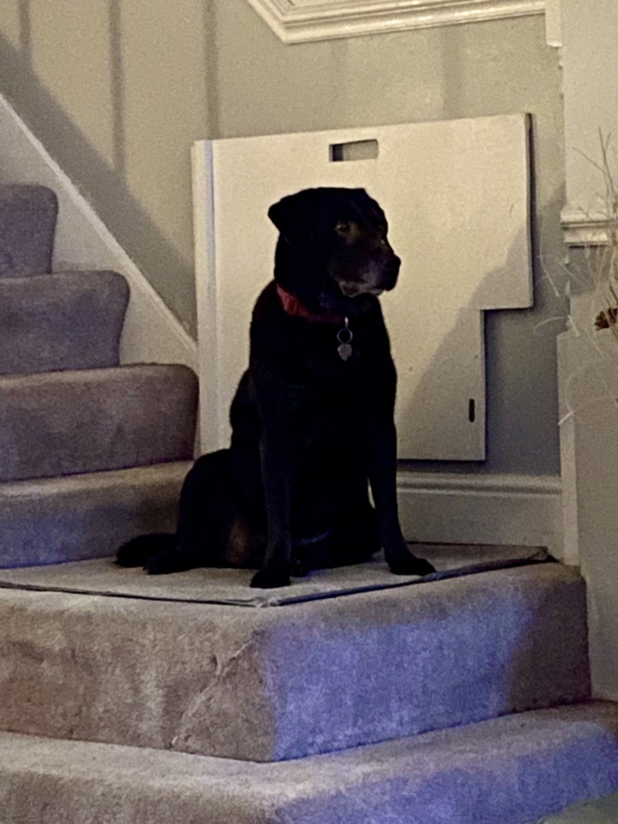 Mrs has just ordered take away and within seconds Truffle is on the step staring at the door🤷‍♀️ How the fcuk does she know 🤷‍♀️🤷‍♀️