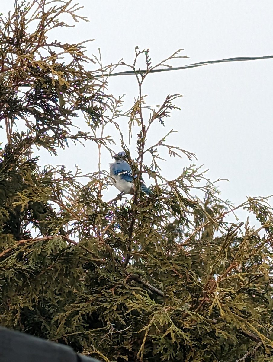 Little visitor of the day.