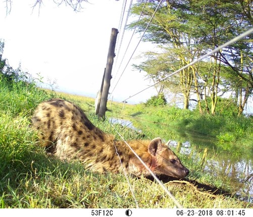 Excited to see this editorial published-- Paul Jones, Andrew Jakes, &amp; I recently edited a #FenceEcology special topic in <a href="/FrontConservSci/">Frontiers in Conservation Science</a> entitled "Disentangling the complexity of fence effects on wildlife and ecosystems". Check it out! 
👇🏽
frontiersin.org/articles/10.33…
#ScienceTwitter