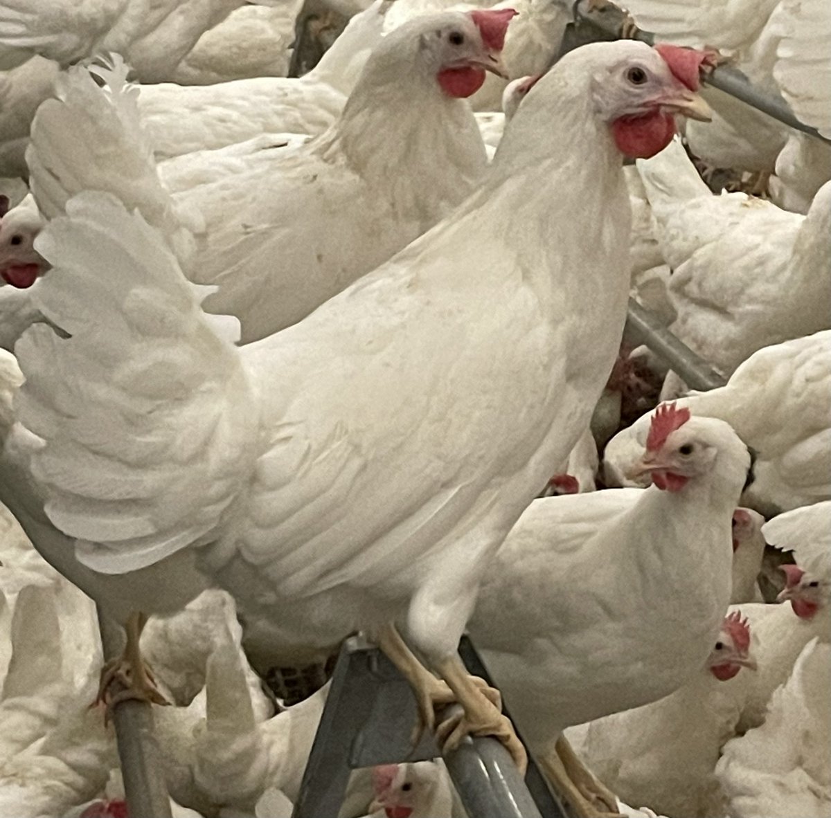 The future’s bright… 🥚 🥚 🥚