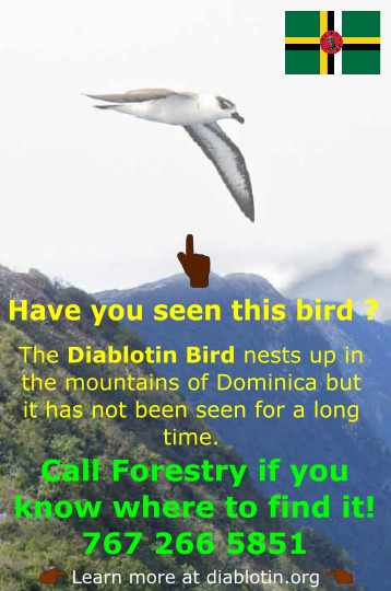 Have you ever seen this bird? Perhaps you can help us to find some evidences of #Diablotin in #Dominica! If you have any informtion or you know someone who may have it, please contact us! Please RT! #Pterodroma #hasitata @YvanSatge #expeditiondiablotin