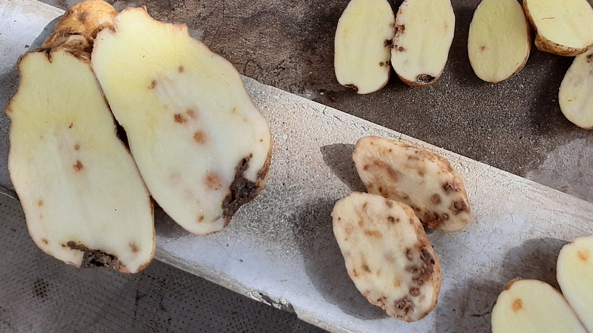 aesalvalaggio's tweet photo. Síntomas de TSWV en tubérculo de Innovator😮
#potato #virus #TSWV
#papa #virus #topnecrosis https://t.co/LApxHNPVGu