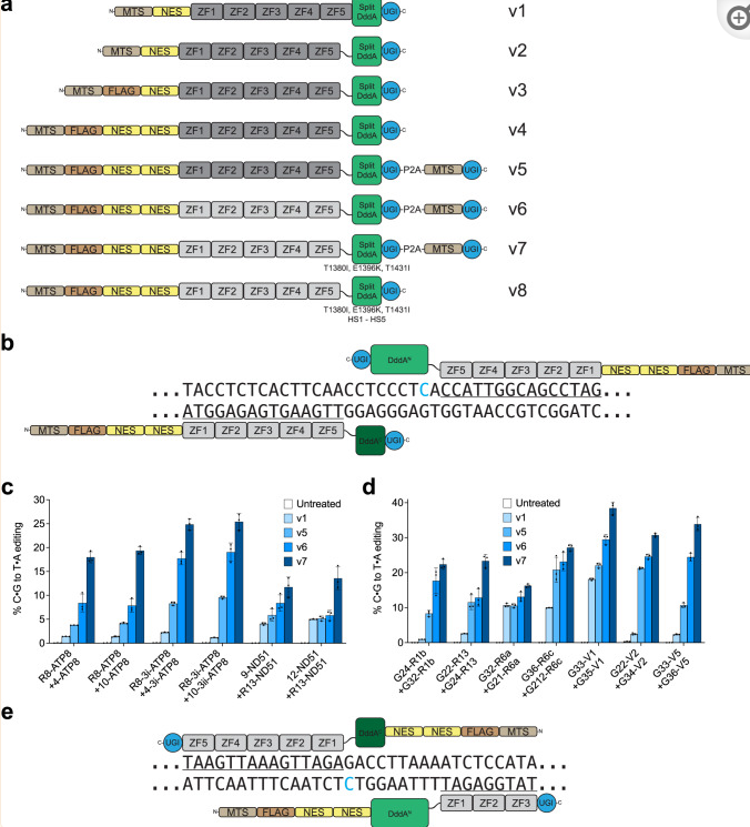 somaticediting's tweet photo. #PublicationFriday📚 #SCGE PI @davidrliu reports the development of compact zinc-finger #baseeditors that edit mitochondrial or nuclear DNA in human cells and in animals.
https://t.co/MNAFsHLxeL https://t.co/m5cAmTVCrN