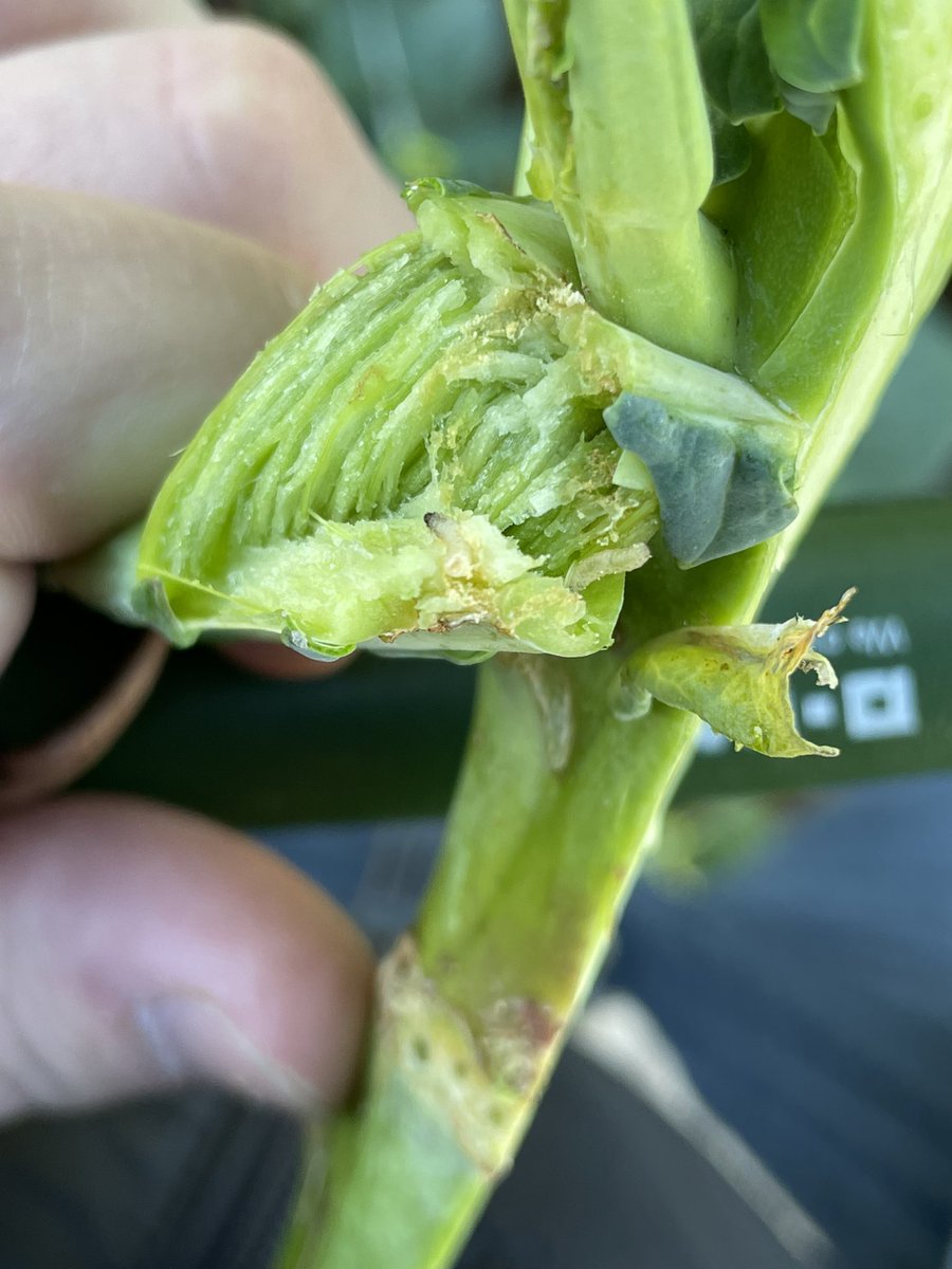 Tom Legros tweet media