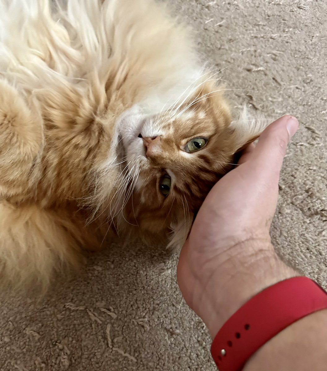 De Filippi Bernadett on Twitter "RT buddy_gizmo Gizmo likes to